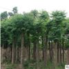 基地供应绿化苗木 优质栾树苗 1-20公分规格齐全 绿化行道树苗