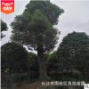 基地供应湖南大香樟  独杆香樟树.多头香樟树。