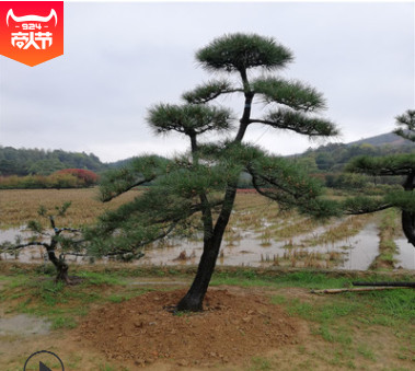 基地批发湖南黑松  等各种规格造型黑松及毛胚黑松。