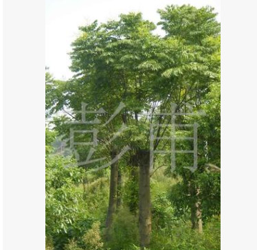 供应绿化苗木栾树摇钱树移栽栾树黄山栾树复羽叶栾树