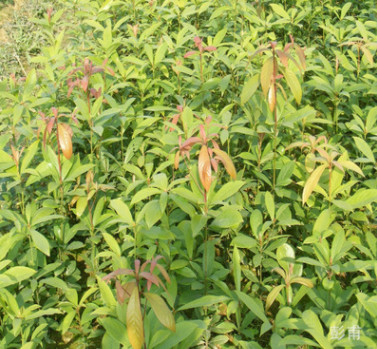 包邮自家种植金丝楠木小苗小叶桢楠苗楠木苗木