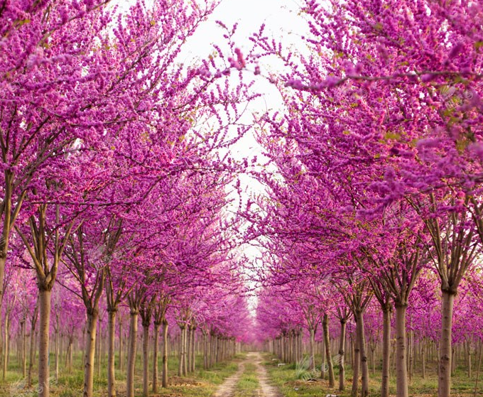 大美紫荆树“四季春1号”