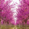 大美紫荆树“四季春1号”