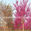 红花大乔木‘四季春1号’紫荆树，不怕炎夏！