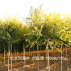 红太阳绿化苗木金叶榆、龙桑、皂角等优良品种
