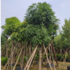 扁桃15-16cm假植苗行道树中山基地直销
