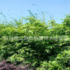 基地大量出售 慈孝竹 紫竹 刚竹 青竹 量大优惠