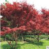 厂家直销日本红枫小苗批发 行道红枫树苗 庭院绿化树 规格齐全
