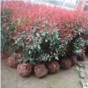 苗圃批发红叶石楠小苗 庭院种植绿化苗 规格齐全 货源充足