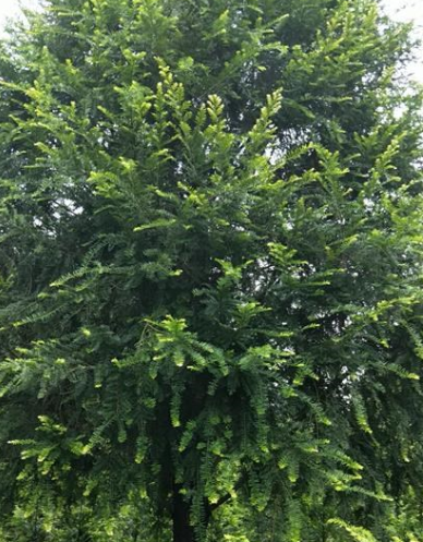 成都市温江区红豆杉供应