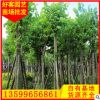 羊蹄甲价格 洋紫荆 工程景观绿化苗木供应 福建基地直销φ5-30cm