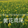 黄花鸢尾 黄菖蒲 旱伞草 水菖蒲 紫娇花 水生植物基地优质供应