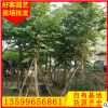 宫粉紫荆批发 福建种植基地大量供应 精品苗木 规格齐全