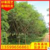 红皮榕批发 漳州种植基地 移植苗地苗袋苗 大量批发