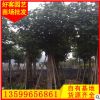 黄槿批发 地栽盆栽移植苗 福建种植基地 多规格供应