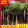 秋枫批发 重阳木 规格齐全 大量供应 基地自产自销