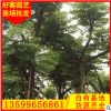 台湾栾树批发 漳州基地优质绿化栾树 规格齐全 大量供应