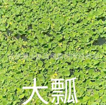 大瓢 水生类植物 杭州基地优质供应