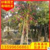 洋紫荆批发φ5-30cm 洋紫荆树苗 工程景观绿化苗木供应