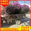 漳州三角梅球 三角梅球盆栽 福建种植基地批发h60-120p50-120