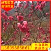 碧桃价格 福建基地 大量供应 园林绿化工程批发 规格齐全
