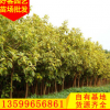 富贵榕批发 漳州种植基地 园林绿化风景树 地苗袋苗移植苗