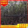 高山榕价格 福建基地 大量供应 园林绿化工程批发 规格齐全