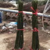 国槐小苗 绿化苗木 工程花卉树苗 大苗庭院果树花卉量大优惠