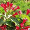 基地直销红王子锦带苗 庭院种植红王子锦带小苗 量大优惠规格齐全