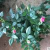 基地直销 玫瑰盆栽花卉 观花植物室内小盆阳台微型迷你玫瑰带花苞