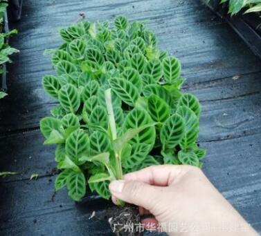 厂家供应室内花卉 青背天鹅绒竹芋穴盘苗 广州园林花卉种苗批发