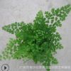 大量低价室内绿植铁线蕨A90杯 广州园林花卉植物迷你小盆栽批发