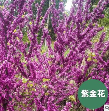 重庆刁月祥大量批发紫金花树苗基地直供成活率高花卉 树苗