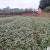 重庆江津慈云花椒苗 正宗九叶青花椒 厂家批发直销 一年挂果