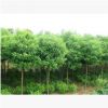 苗圃直销供应绿化植物工程园林苗木绿化常绿乔木 香樟树