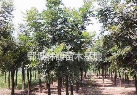 优质白蜡供应/精品白蜡供应/山东白蜡基地