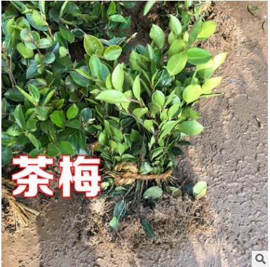 茶梅树苗庭院园林绿化苗木树苗花园植物四季常绿园林色块苗工程苗