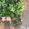 茶梅树苗庭院园林绿化苗木树苗花园植物四季常绿园林色块苗工程苗