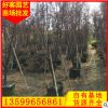 红叶李批发 规格齐全 绿化工程供应 盆栽地栽移植苗