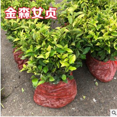 金森女贞树苗四季常青庭院花园植物小叶冬青女贞篱笆苗绿化工程