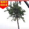 洋紫荆价格 洋紫荆大量供应 风景树 行道树批发φ5-30cm