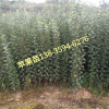山西矮化苹果苗