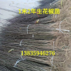 大红袍花椒树苗