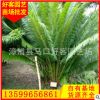 苏铁种植基地 地栽盆栽 规格齐全 绿化苗木批发