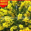 银叶金合欢批发 地苗袋苗移植苗 规格齐全