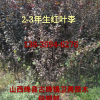 红叶李