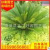 苏铁批发 铁树盆栽 福建苗木种植基地 场地直销h70-200cm