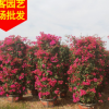 三角梅柱子价格 红花柱形三角梅 多规格供应 厂家直销