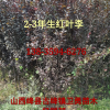红叶李