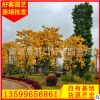 黄花风铃木价格 场地直销 绿化树苗 规格齐全φ5-20cm